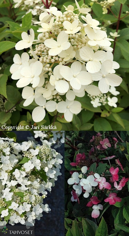 Hydrangea paniculata 'Wim's Red', japaninhortensia